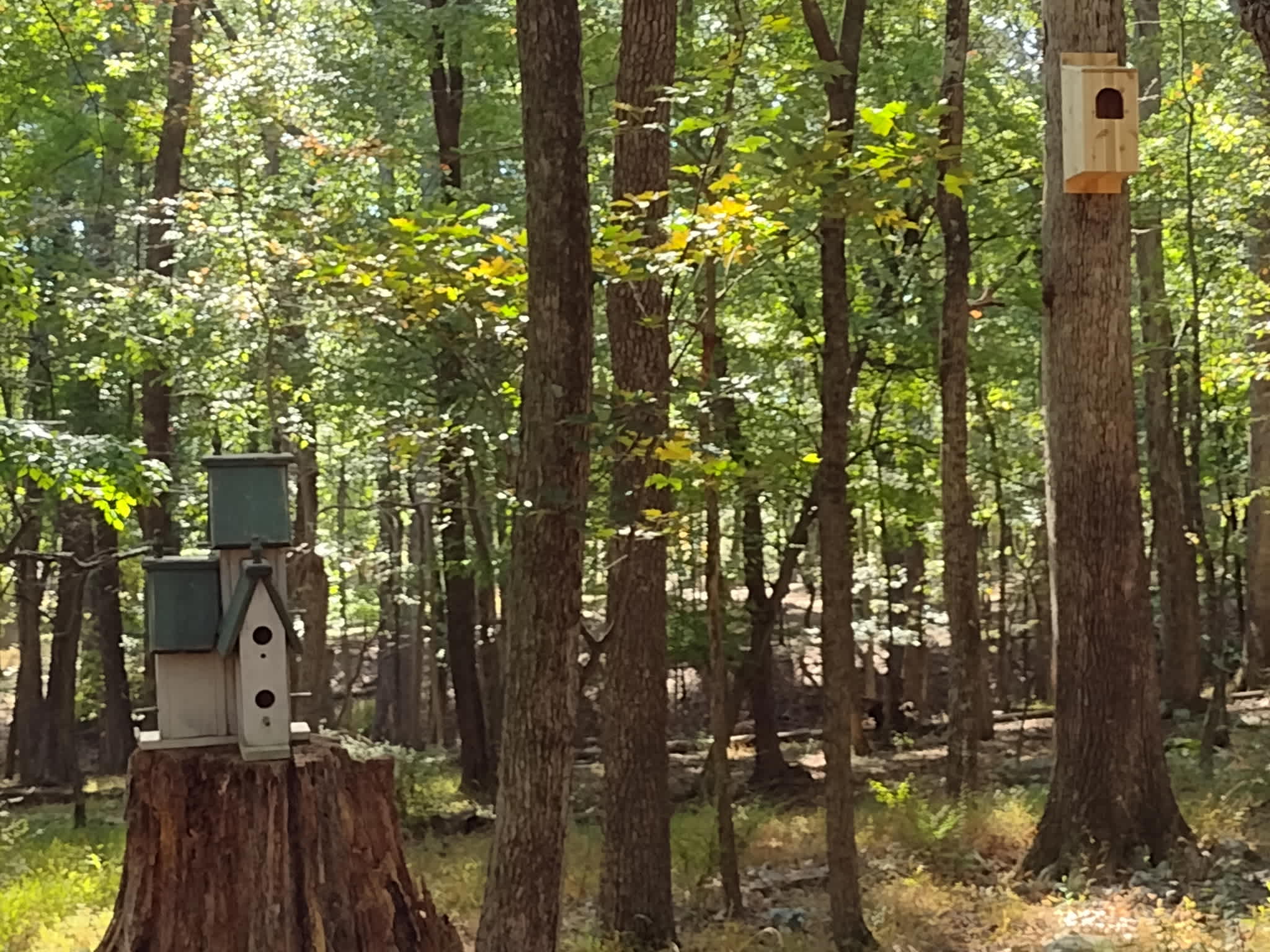 Birdwatching anyone? They're sure to enjoy these houses