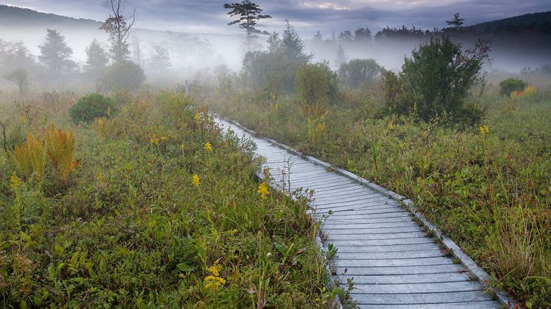 The Nature Conservancy: Cranesville Swamp Preserve - worth a visit!