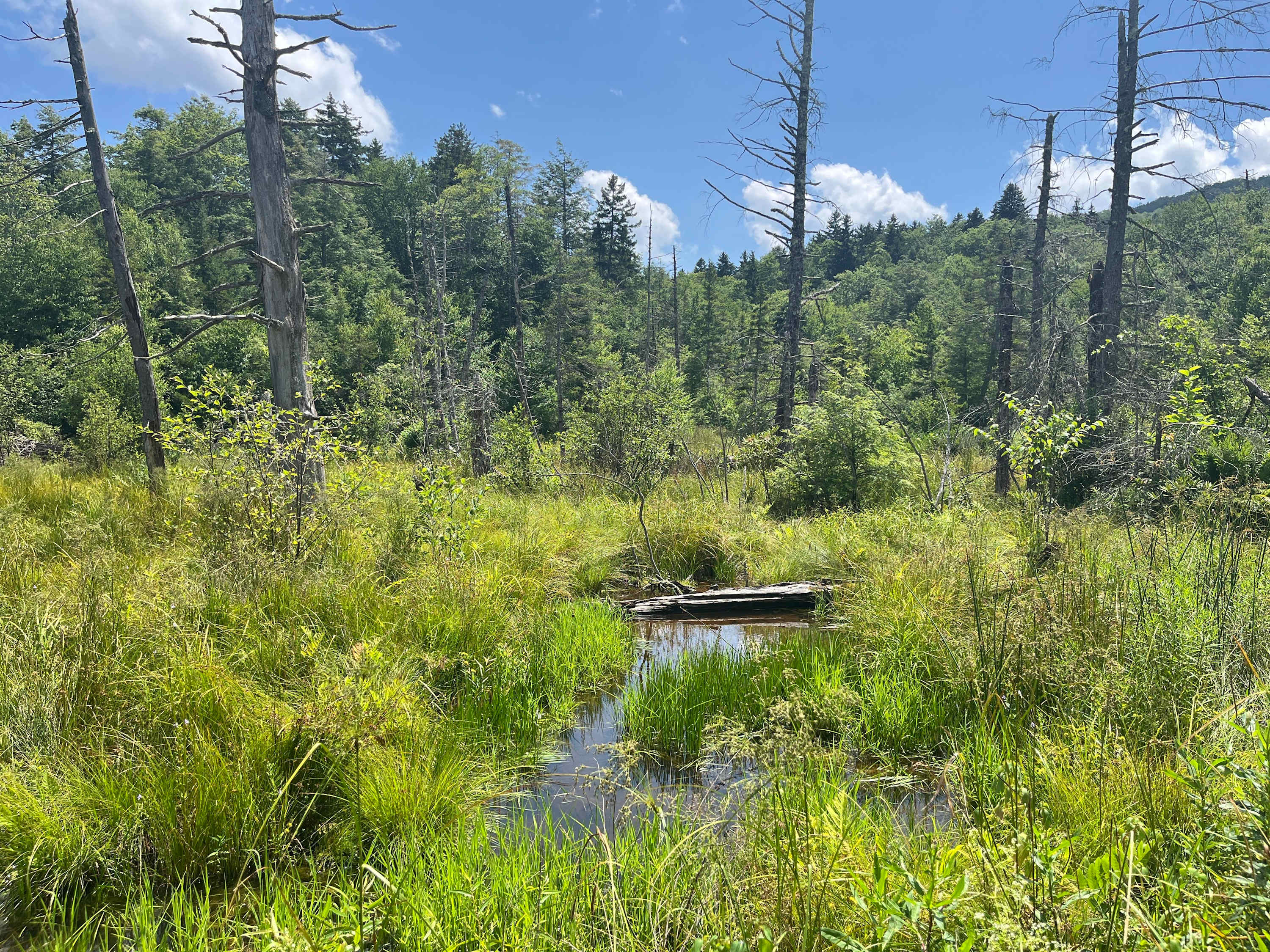 Fire Pit & 5 Min Walk to Nature Conservancy Trails