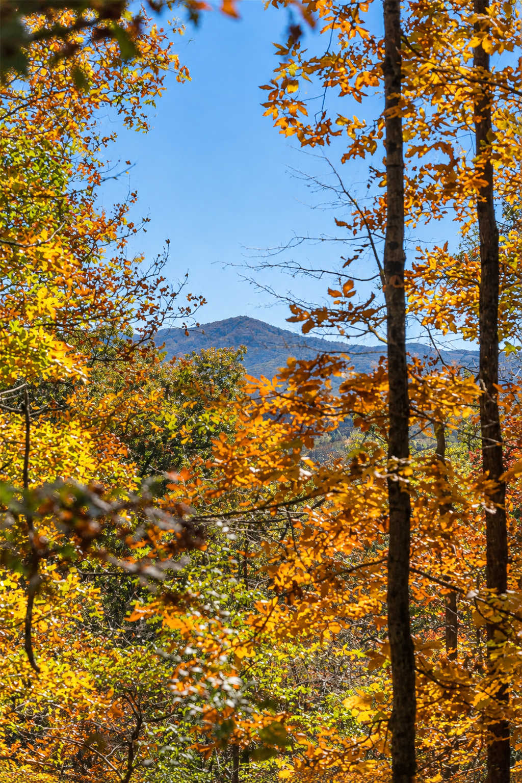 Luray Cabin w/Fireplace & Walk to River Adventures