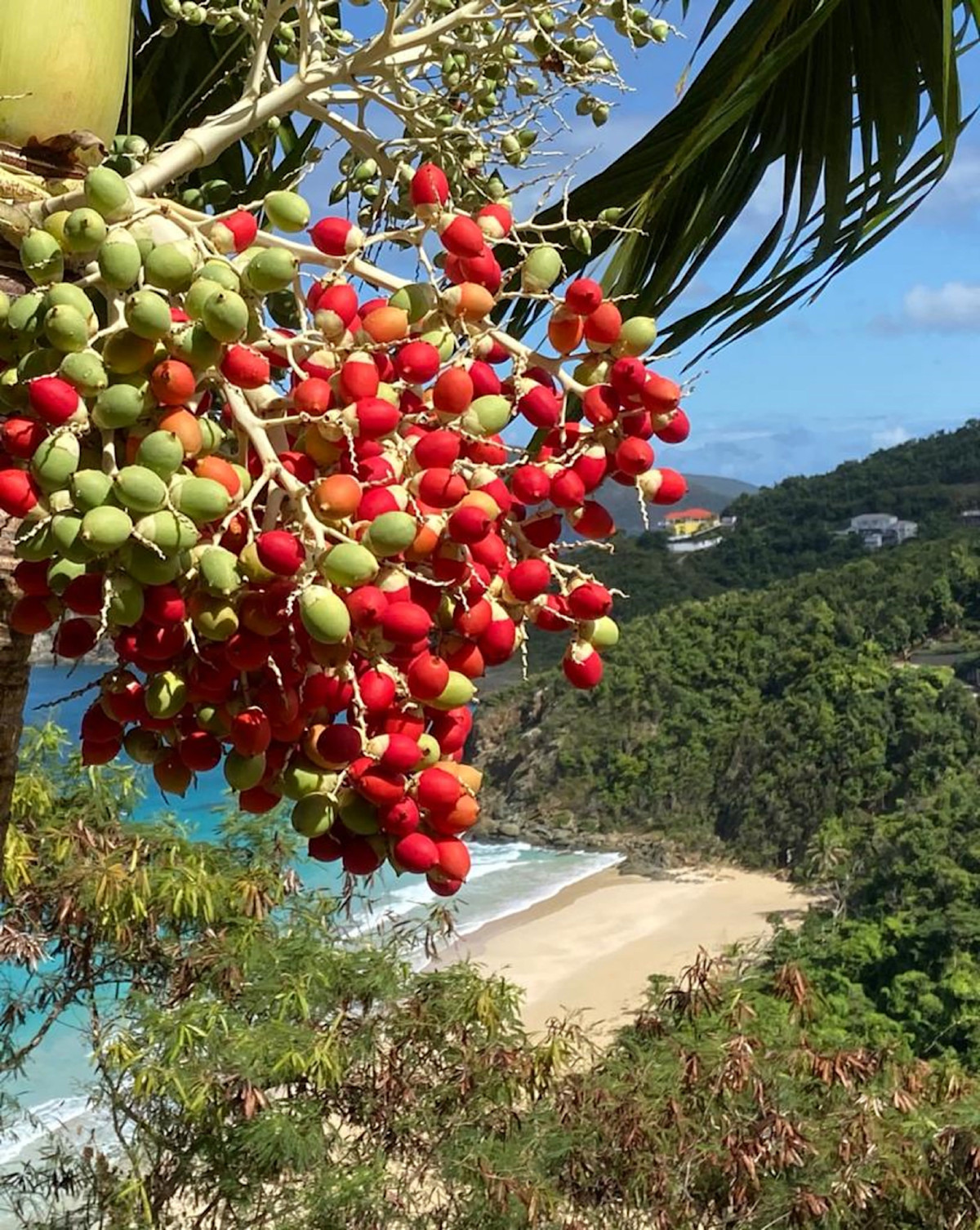 My All Tortola property image