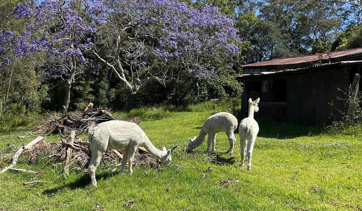Ridgeway Ranch
