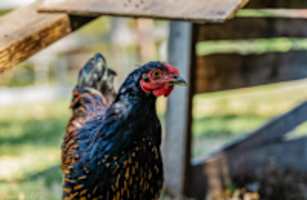Ridgeway Ranch
