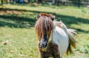 Ridgeway Ranch