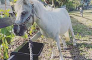 Ridgeway Ranch