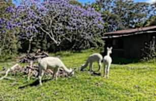Ridgeway Ranch