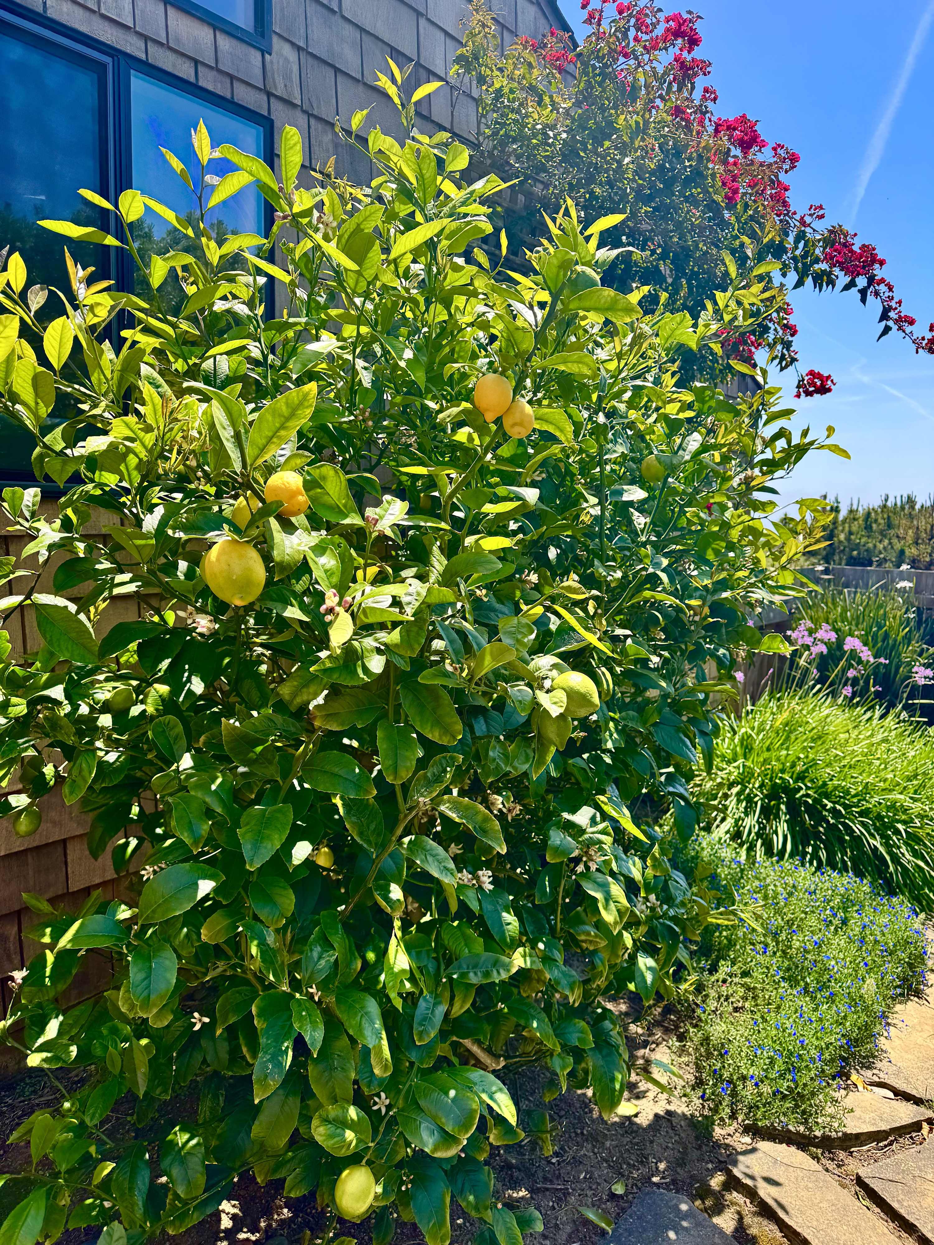 Enjoy a fresh seasonal lemon from the courtyard garden!
