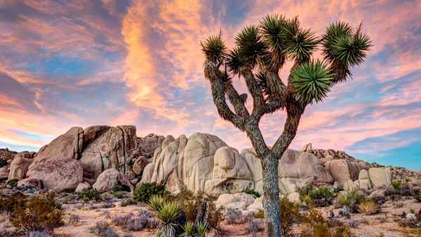 Joshua Tree National Park at sunset—explore dramatic desert landscapes just a short drive away.