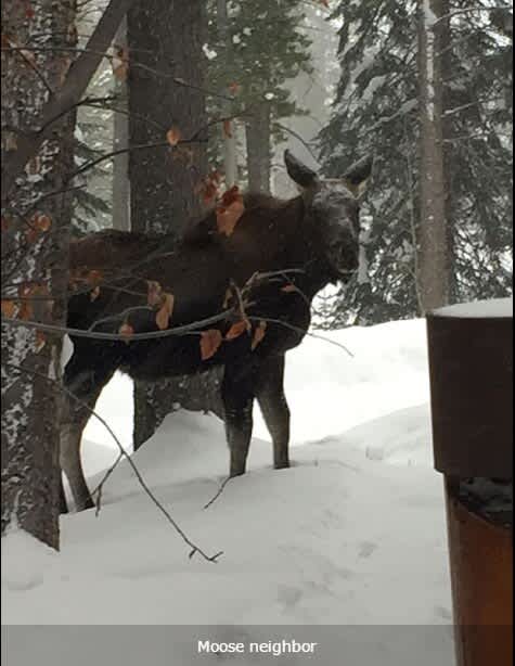 Abode on Obsidian, walk to lift, best value in Teton Village