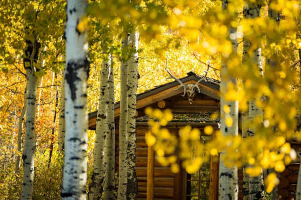 Abode at 7 Cabins, perfect for large groups, Teton views, wildlife