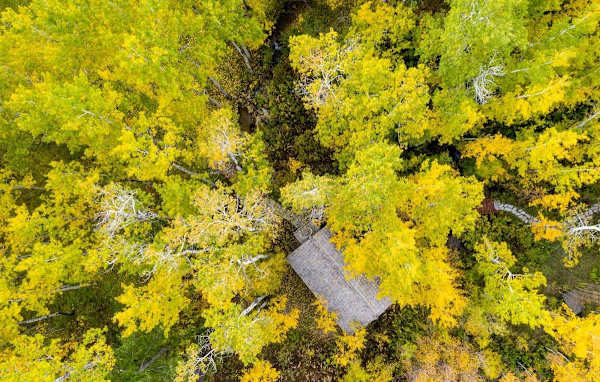 Abode at 7 Cabins, perfect for large groups, Teton views, wildlife