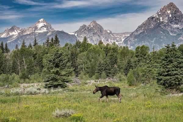 Abode at Granite Ridge, luxury Jackson Hole lodge, sound system