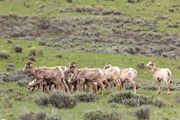 Abode at Grand Teton Vista, Teton views, private hot tub, wildlife