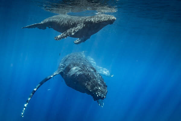 Explore Maui!