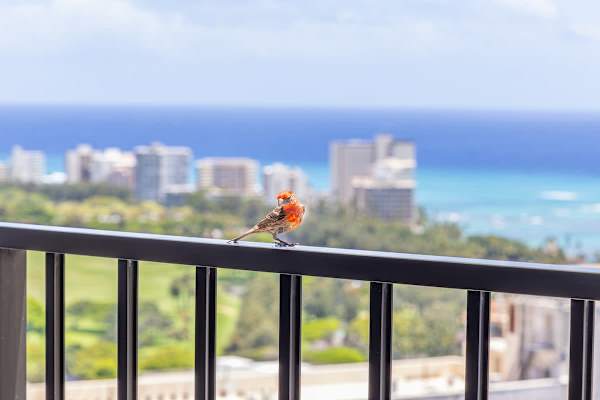 Enjoy the beautiful views from your balcony.