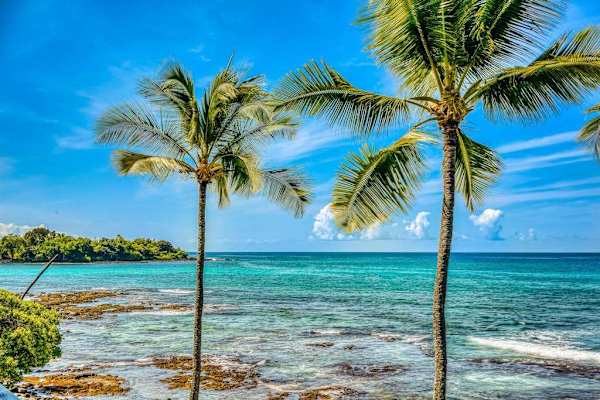 Palm Trees, Ocean Breezes & Island Bliss