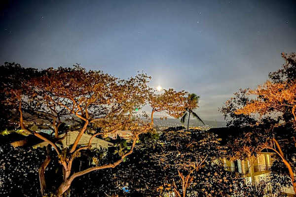 Twinkling Tropical Evenings Await