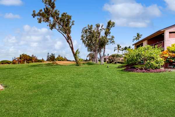 Open Lawn Surrounded By Island Beauty