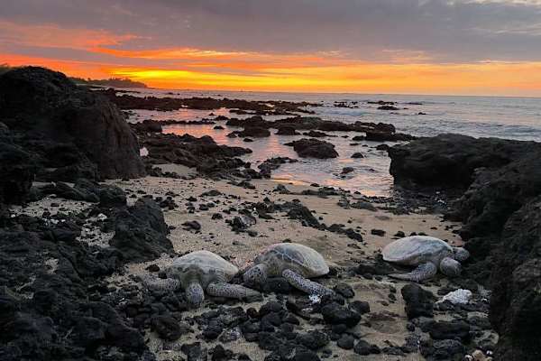 Dramatic Lava Shore At Sunset