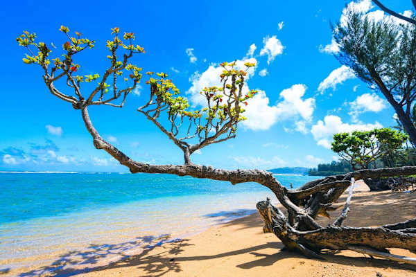 Tropical beach features golden sand, blue water, and coastal tree branches