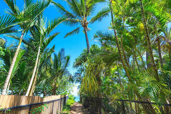 Towering Palms Framing Paradise