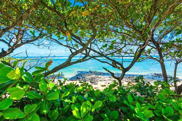 Coastal tree branches frame turquoise water and distant sandy shoreline