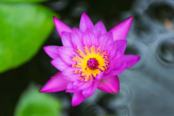 Vibrant Tropical Water Lily Beauty