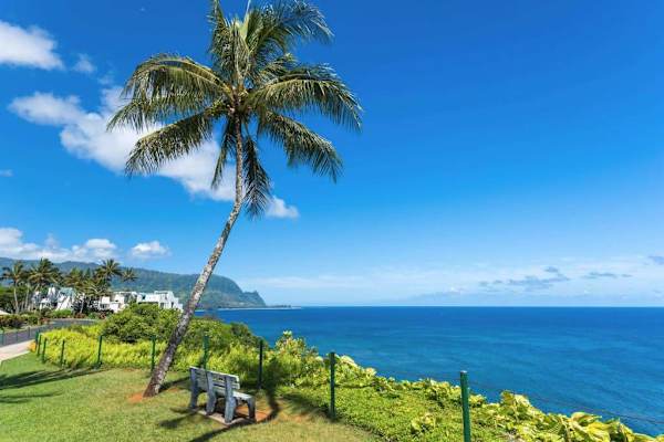Breathtaking Ocean & Coastal Palm Views