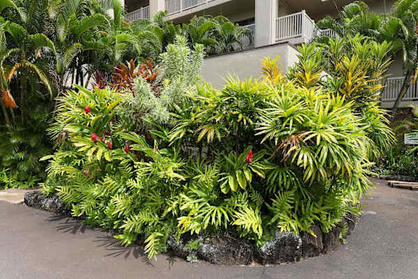 Lush Tropical Landscaping At The Entrance
