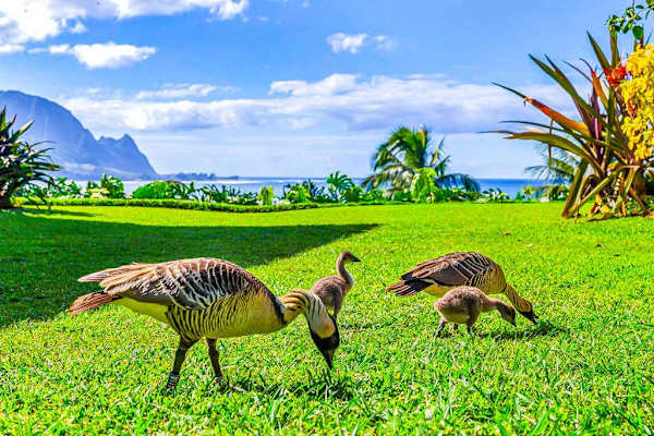 Nēnē geese grazing on the oceanfront lawn