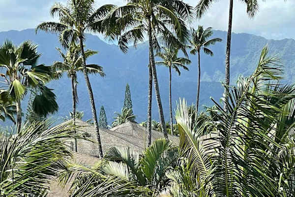 Swaying palm trees with views of mountains peaking though.