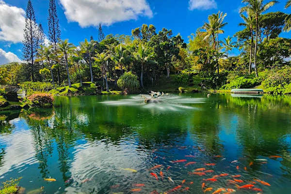 Tropical garden pond reflects palms greenery and peaceful island sunshine