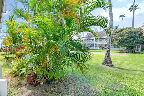 Landscaped tropical garden with palm trees and lawn