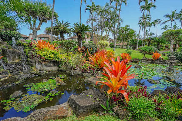 Tropical Courtyard Pond With Colorful Blooms