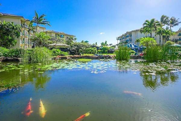 Tranquil Lagoon With Lush Tropical Surroundings
