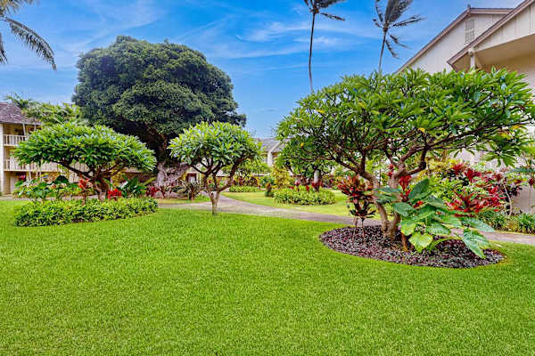 Lush Tropical Lawn Right Outside Your Door