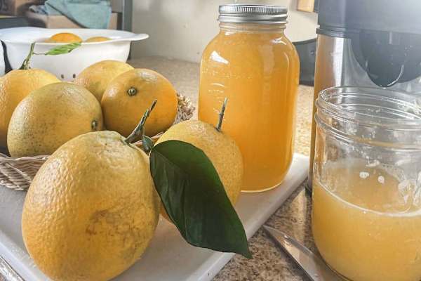 Freshly squeezed citrus juice & local oranges