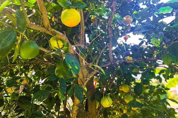 On-site citrus tree with fresh fruit