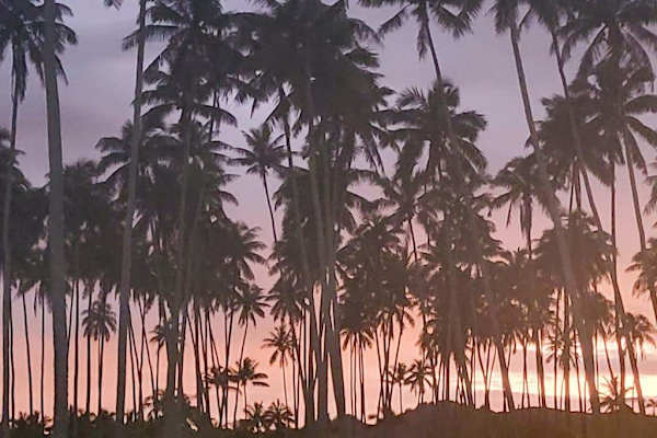 Dreamy Hawaiian Sunset Through Swaying Palms