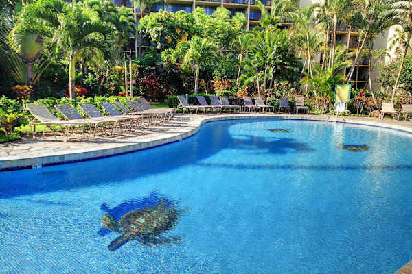 Resort Style Pool With Tropical Turtle Mosaic