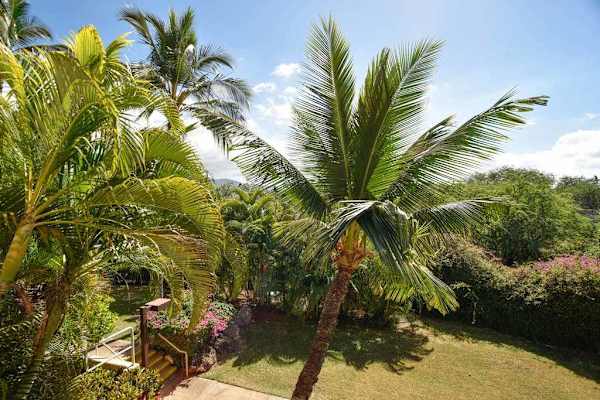 Peaceful tropical garden surrounded by lush palms