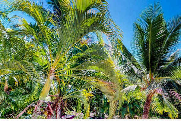 Lush tropical landscaping surrounds the resort grounds
