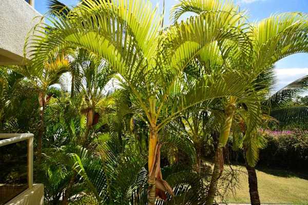 Lush palms create a peaceful tropical setting