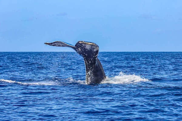Unforgettable Whale Watching Right Offshore