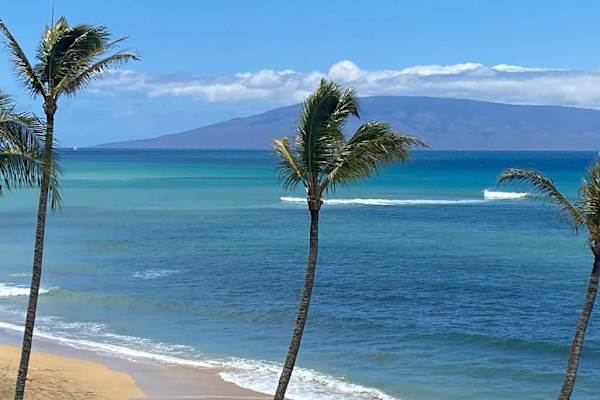 Palm Framed Coastline Views