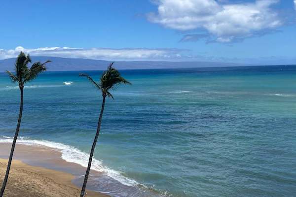 Palm Framed Oceanfront Paradise