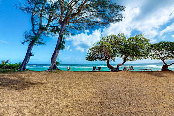Sandy beach shaded by tropical trees