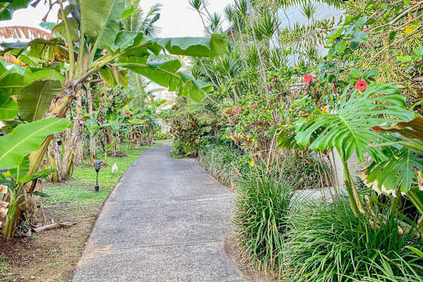 Tropical pathway through lush gardens
