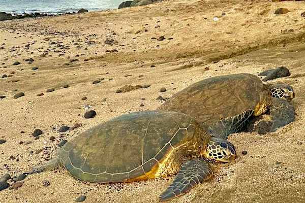 You'll catch glimpses of Honu (turtles) just steps from your condo on the white sandy beaches.