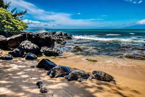 Turquoise waves crash on the white sandy beaches while the palm trees are swaying in the breeze - stroll along our beaches to take in the local marine life - look at these sea turtles.